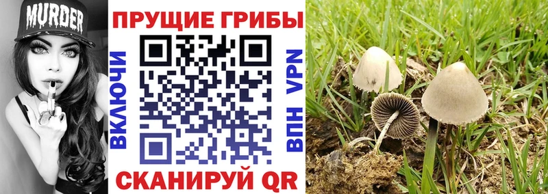 Галлюциногенные грибы Psilocybine cubensis МЕГА как зайти Голицыно